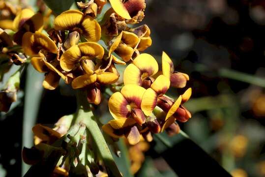 Слика од Daviesia mimosoides R. Br.