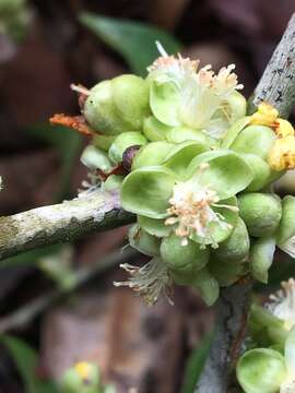 Imagem de Doliocarpus lancifolius Kubitzki