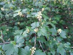 Image of Mountain Currant