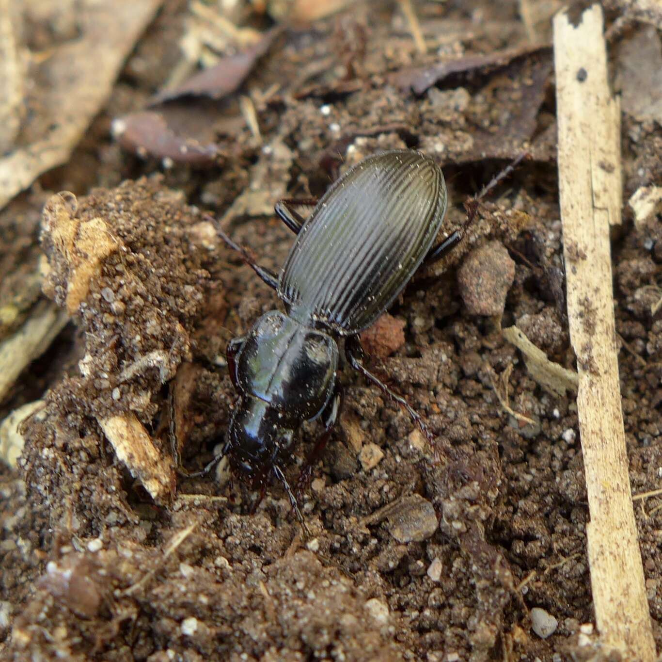 Image of Pterostichus (Eosteropus) aethiops (Panzer 1796)