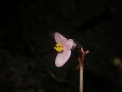 Image of Begonia chongzuoensis Yan Liu, S. M. Ku & C. I Peng