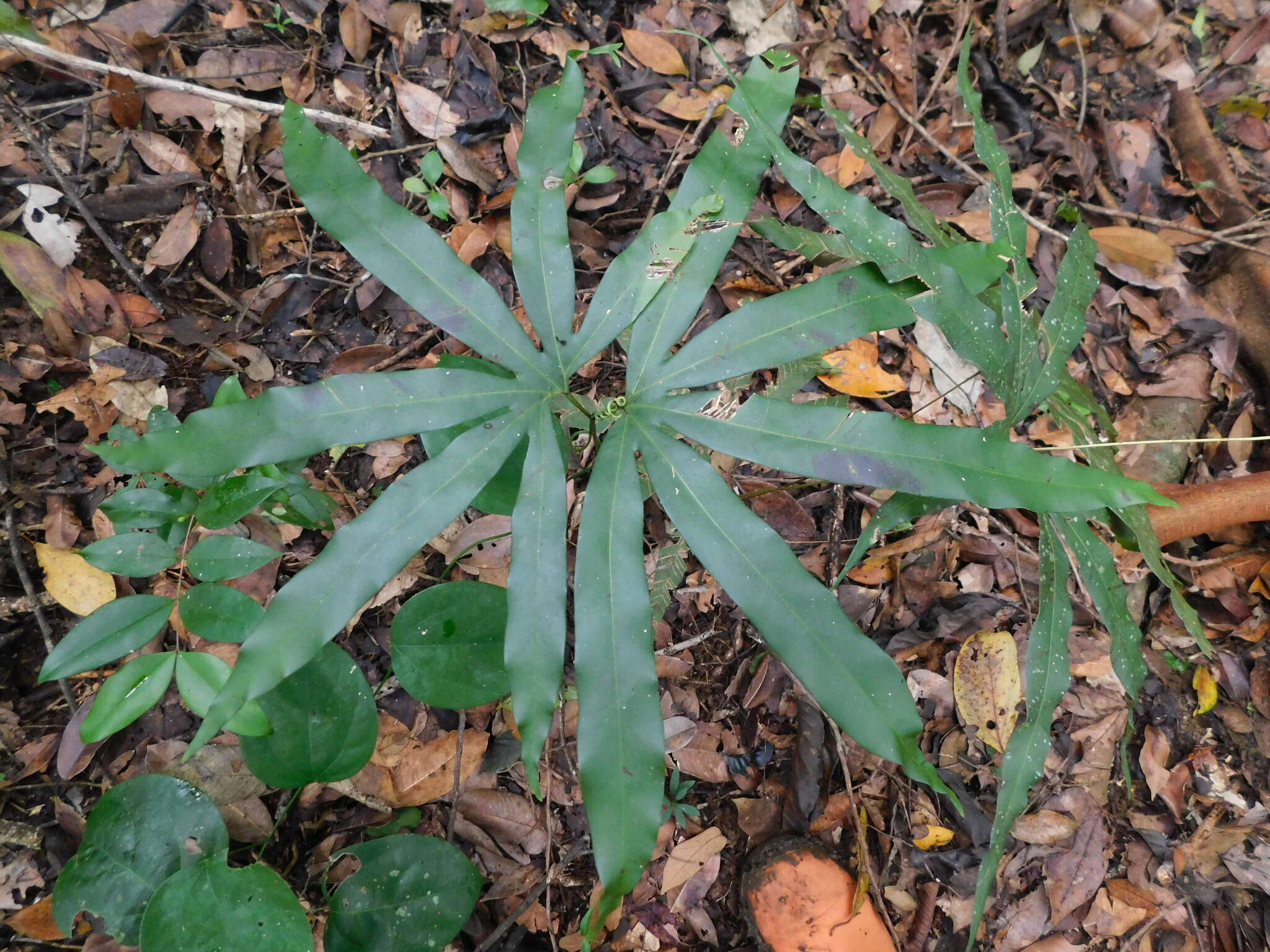 Image of Lygodium circinnatum (Burm. fil.) Sw.