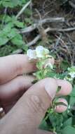 Imagem de Pedicularis racemosa subsp. alba Pennell