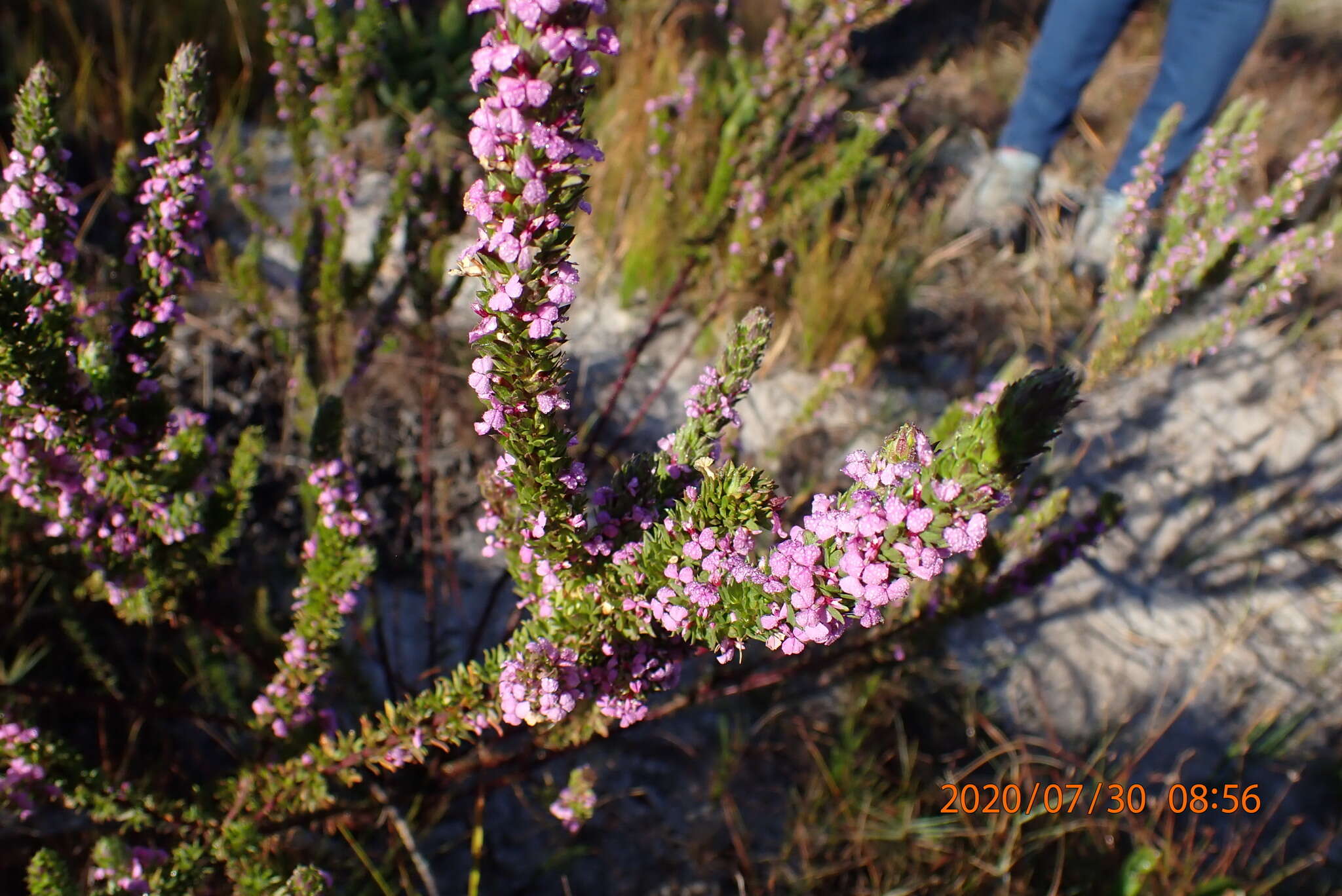 Image of Muraltia alopecuroides (L.) DC.