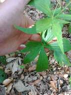 Ranunculus aconitifolius L. resmi