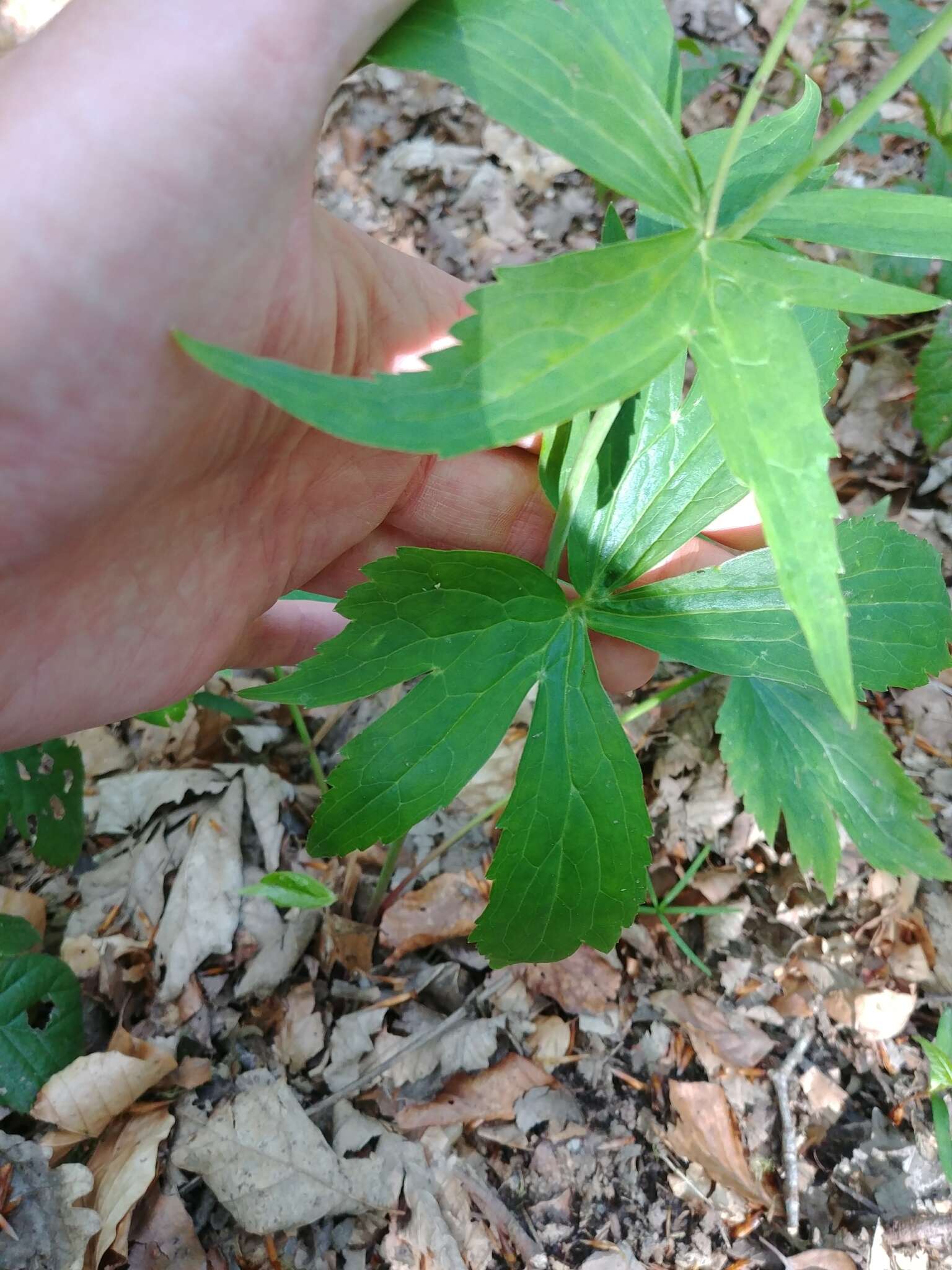 Ranunculus aconitifolius L. resmi