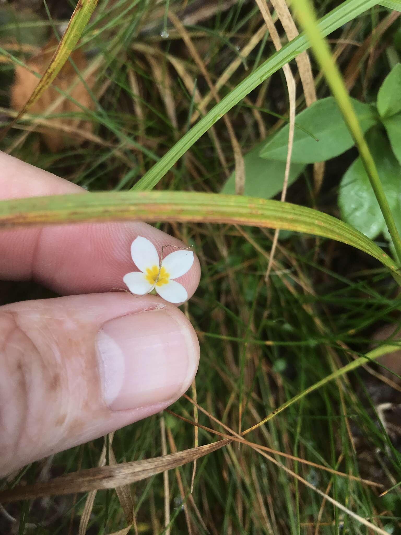 Plancia ëd Houstonia caerulea L.