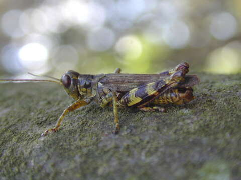 Слика од Melanoplus punctulatus griseus (Thomas & C. 1872)