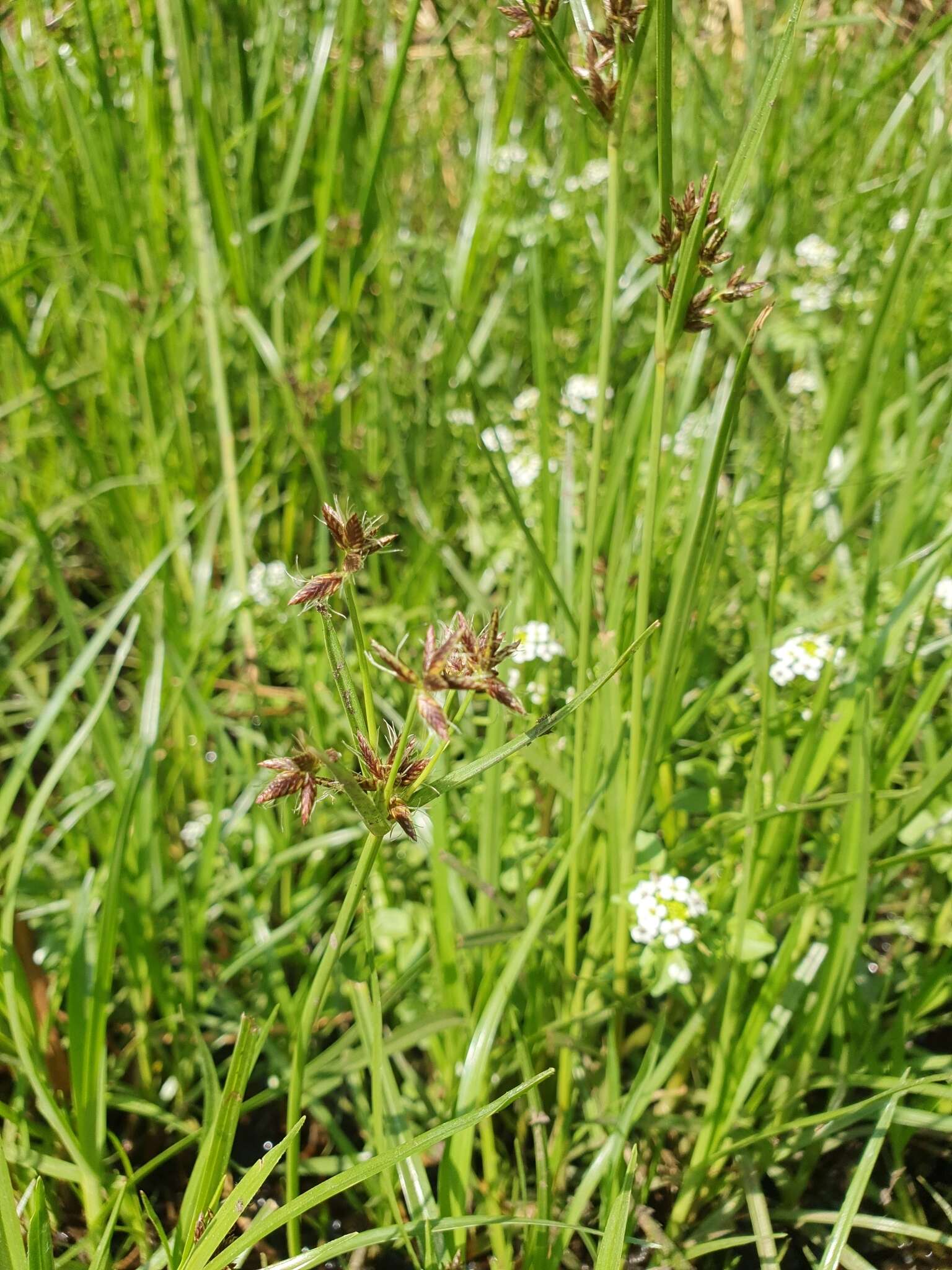 Image of Cyperus mundii (Nees) Kunth