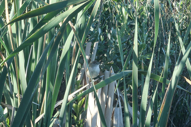 Image of African Bush-Warbler