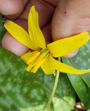 Image of dogtooth violet