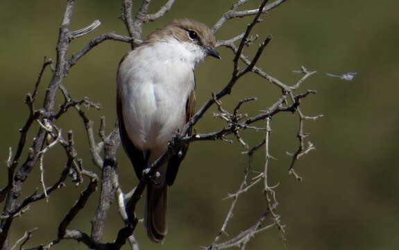 Image of <i>Bradornis mariquensis</i>