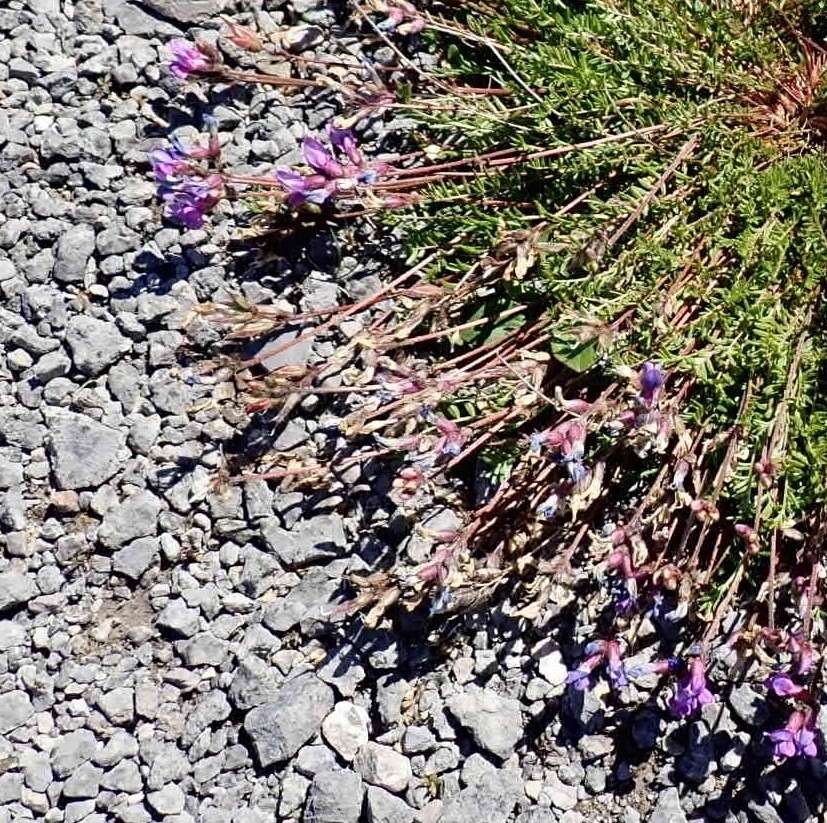 Слика од Oxytropis campestris var. johannensis Fernald