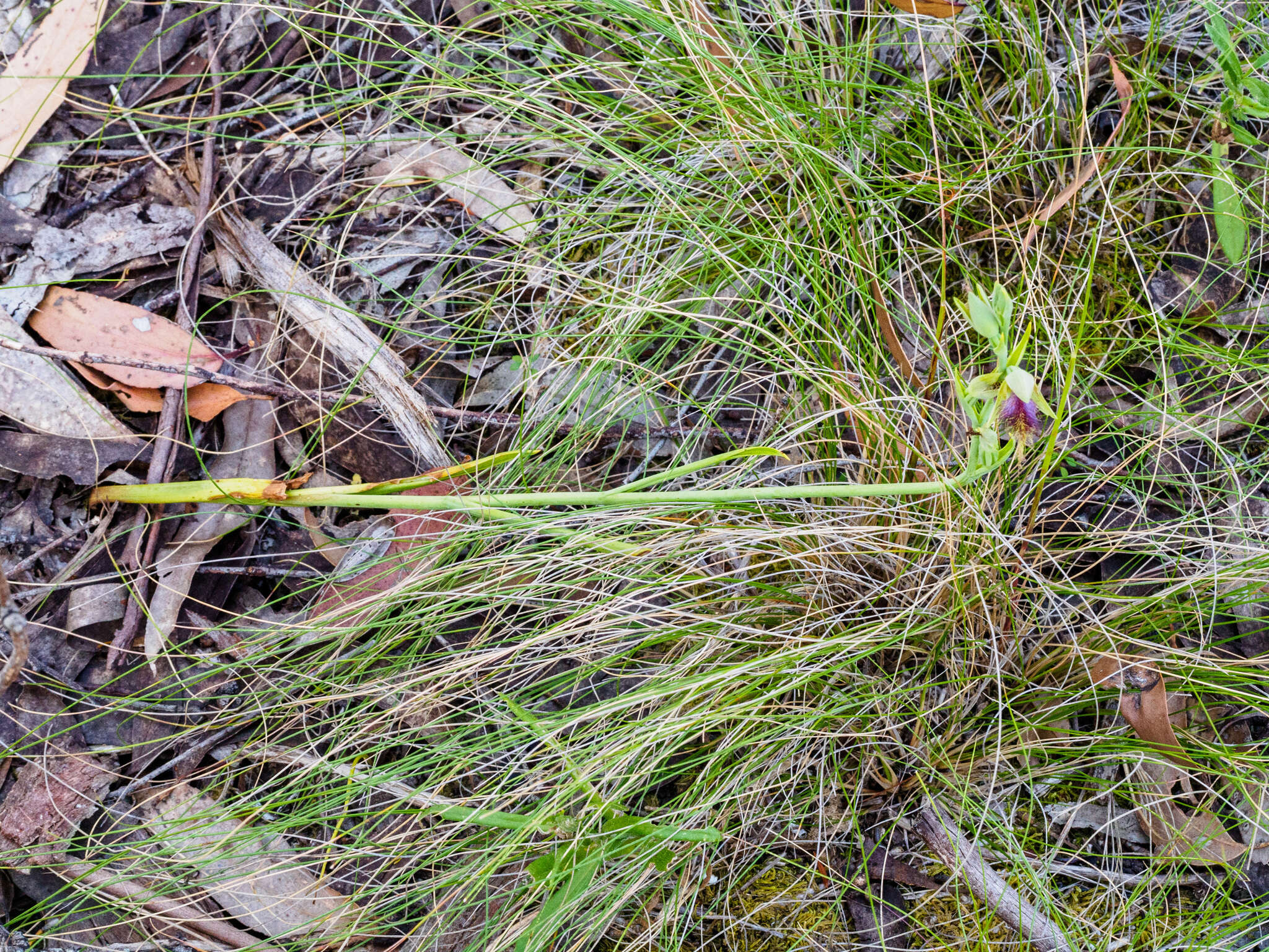 Calochilus therophilus D. L. Jones的圖片