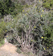 Image of tree poppy