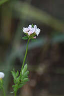 Imagem de Ornithopus sativus Brot.