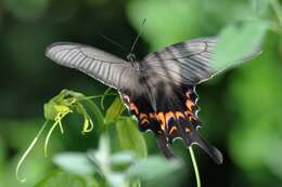 Sivun Papilio macilentus Janson 1877 kuva