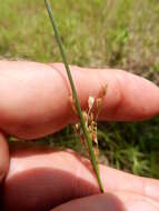 Image de Juncus interior Wiegand