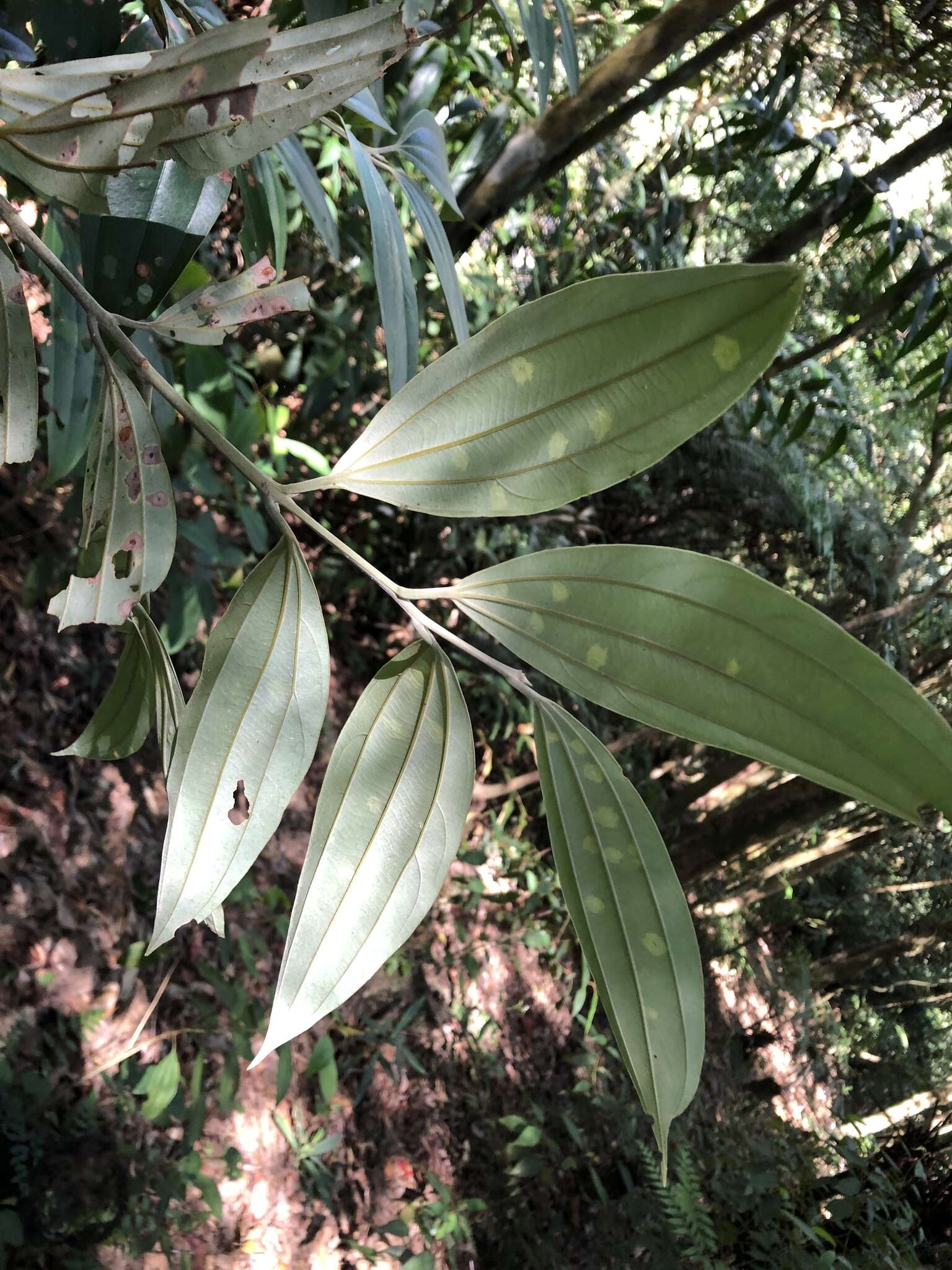 Imagem de Cinnamomum austrosinense Hung T. Chang