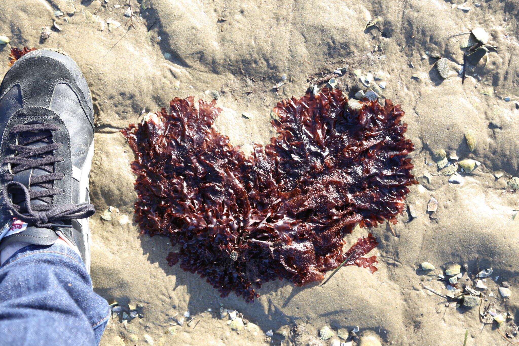 Image of Haraldiophyllum crispatum (J. D. Hooker & Harvey) Lin, Hommersand & Nelson 2007