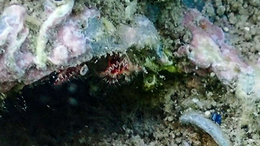 Image of Limy tube worm