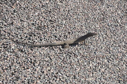 Image of (E) Freckled Monitor