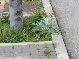 Image of broad-leaf mullein