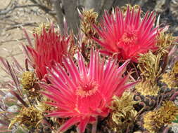 صورة Ferocactus peninsulae (F. A. C. Weber) Britton & Rose