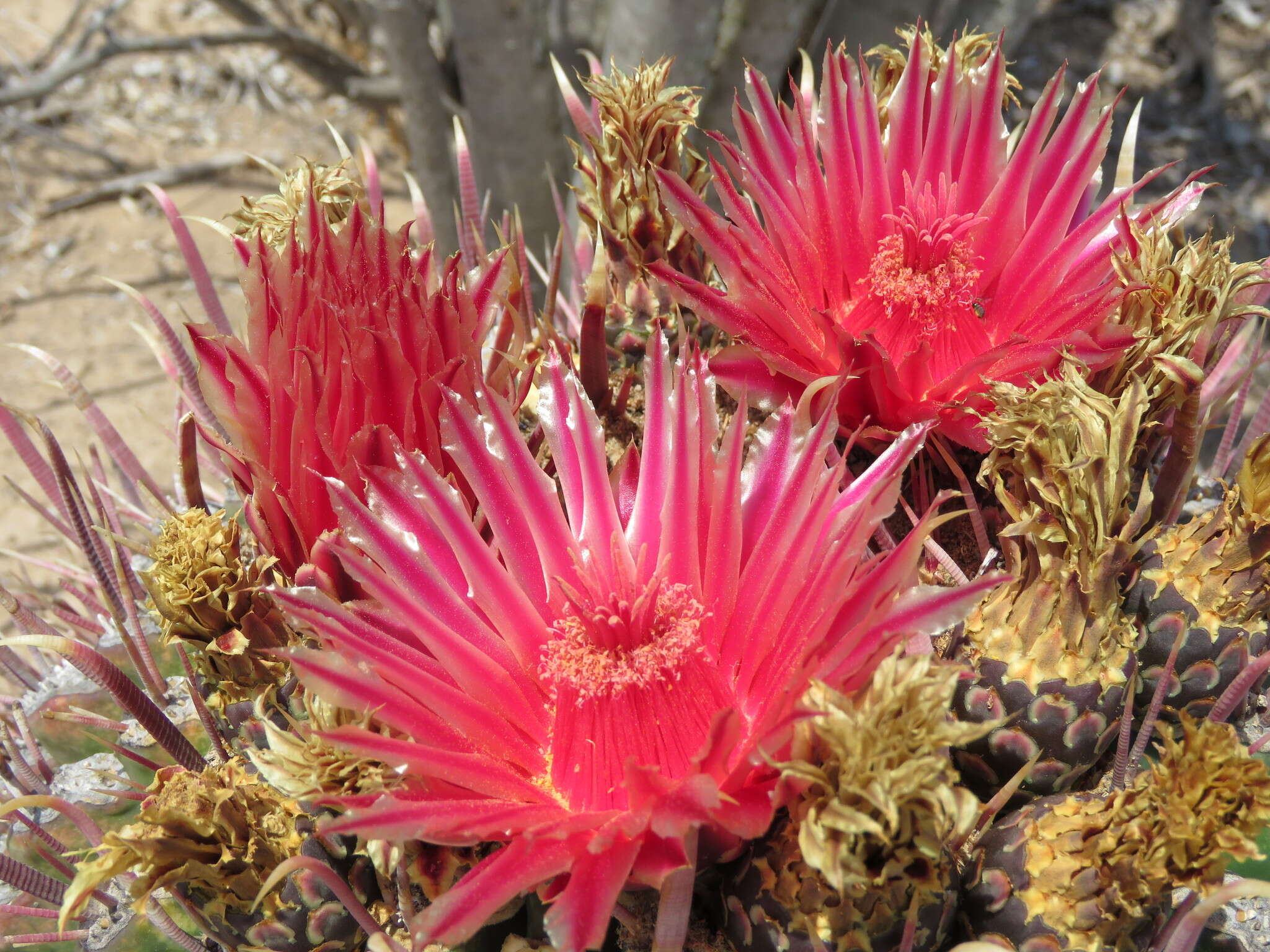 صورة Ferocactus peninsulae (F. A. C. Weber) Britton & Rose