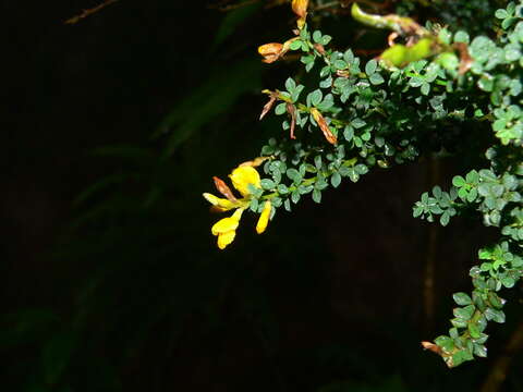 صورة Genista canariensis L.