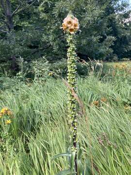 Imagem de Digitalis ferruginea L.