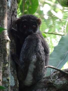Image of Woolly Lemur