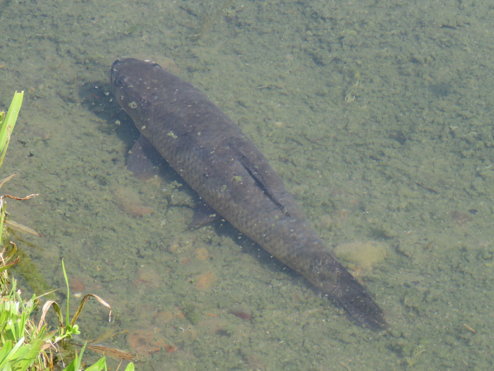 Hoplias argentinensis resmi