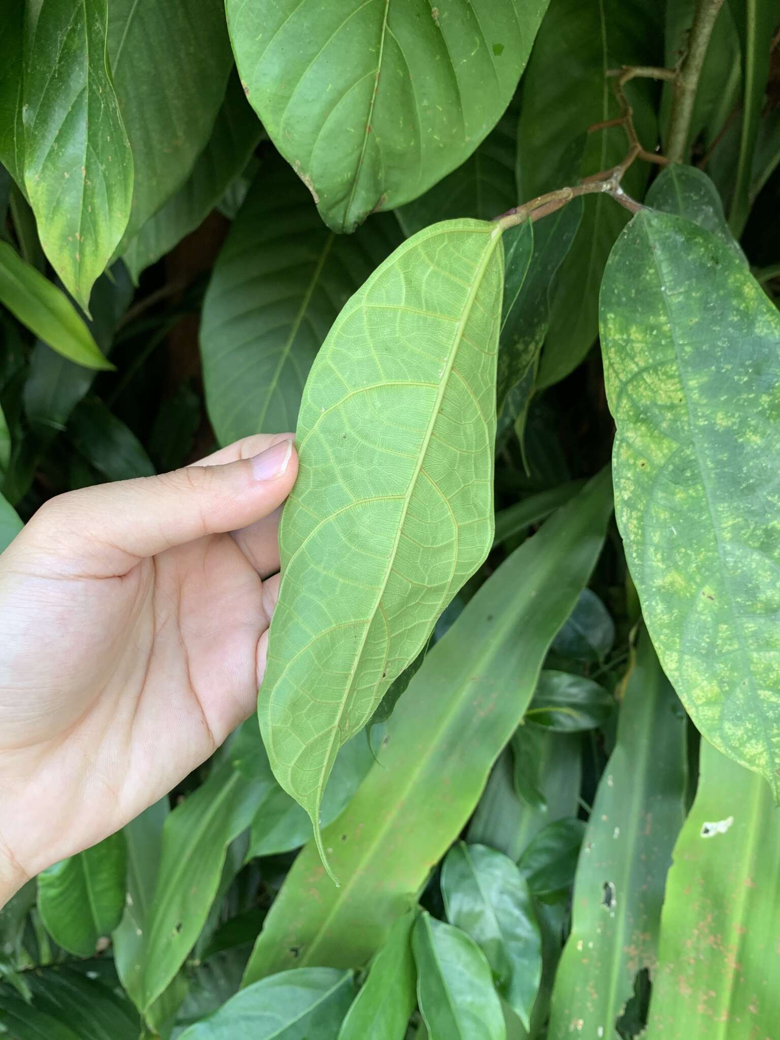 Image of Ficus heteropleura Bl.