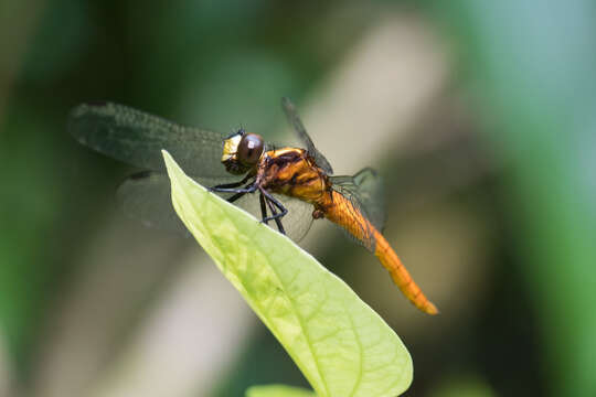 Image of Lyriothemis cleis Brauer 1868