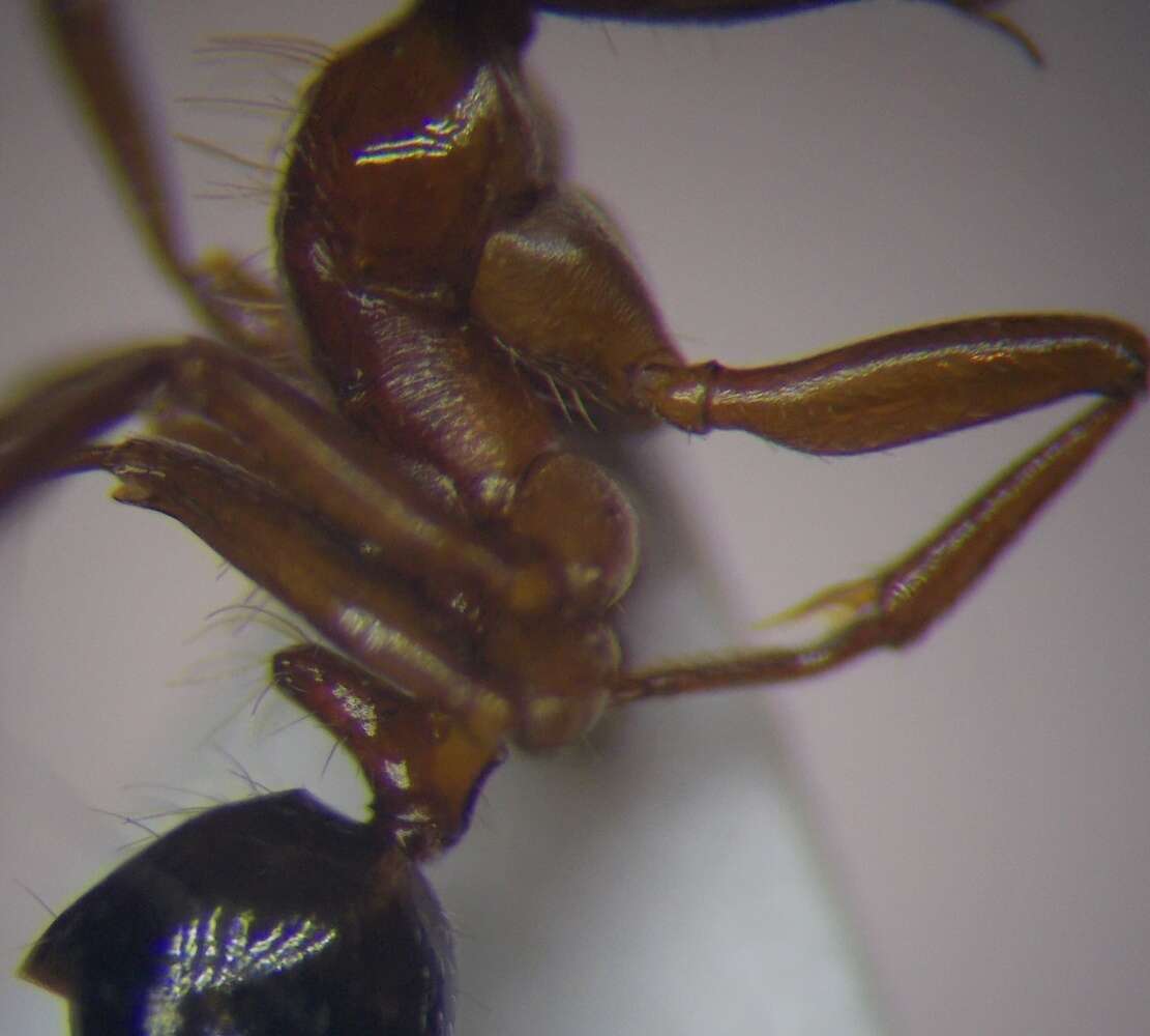 Image of Rossomyrmex