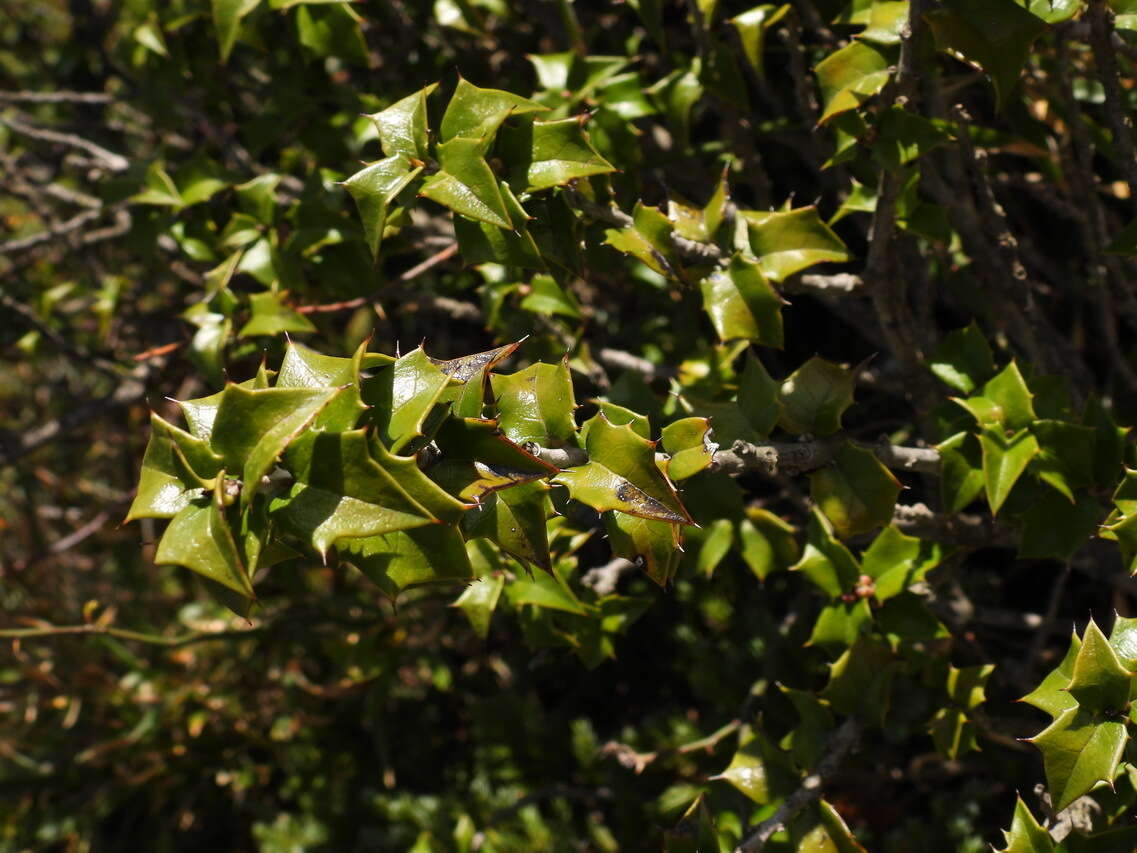 Image of Ilex bioritsensis Hayata