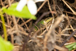 Image of China Grass Lizard