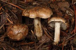 Image of Scented Hebeloma