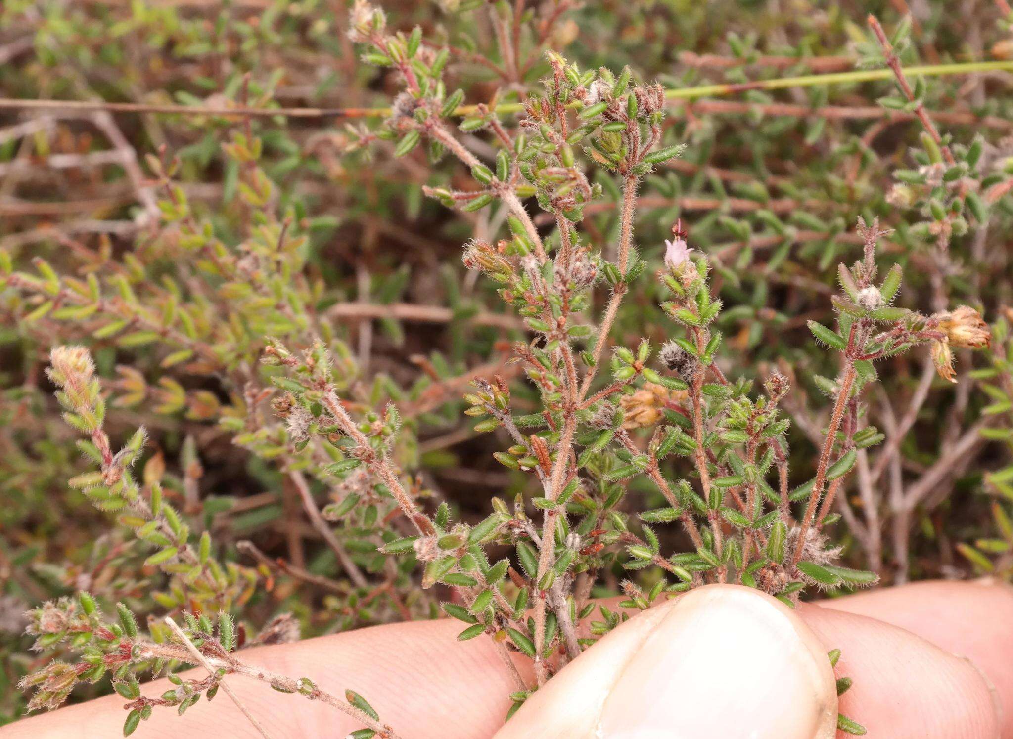 Image of Erica radicans subsp. schlechteri (N. E. Br.) E. G. H. Oliver