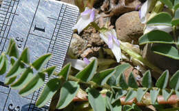 Image of <i>Astragalus <i>lentiginosus</i></i> var. lentiginosus