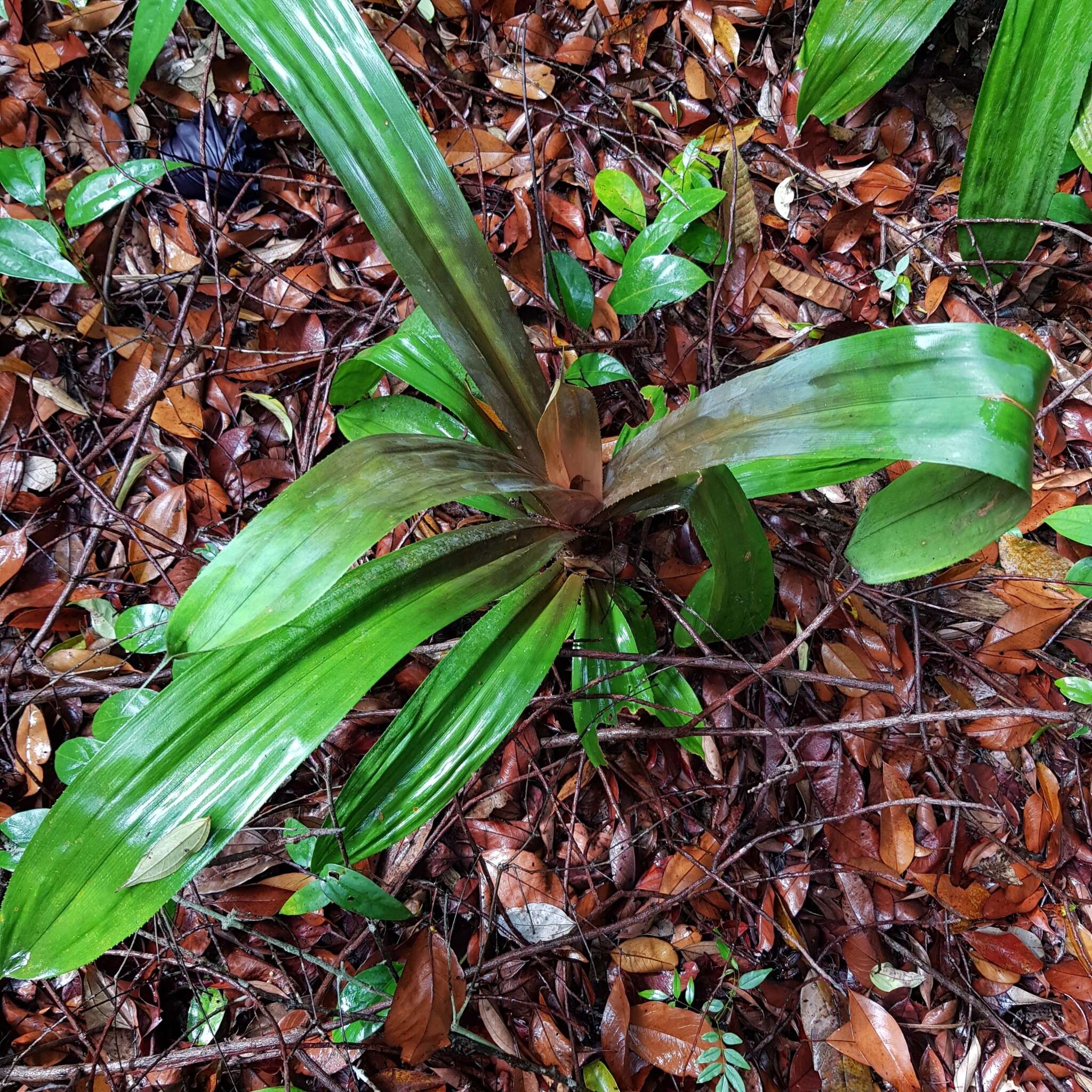 Image of Pandanus houlletii Carrière