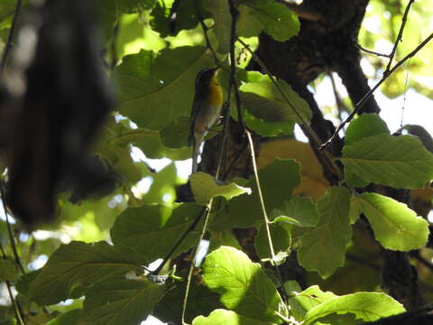 Image of Crescent-chested Warbler