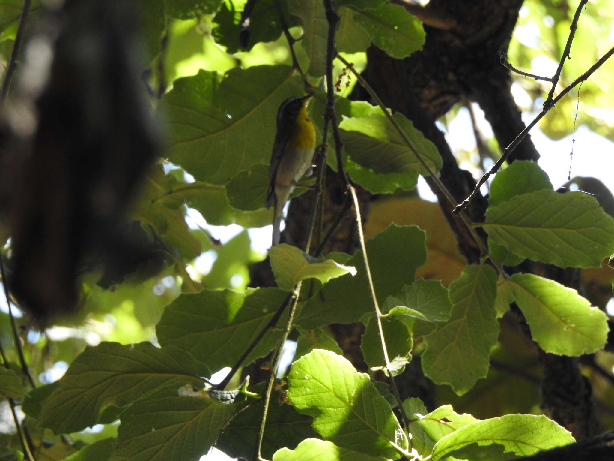 Image of Crescent-chested Warbler