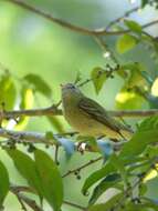 Image of Rough-legged Tyrannulet