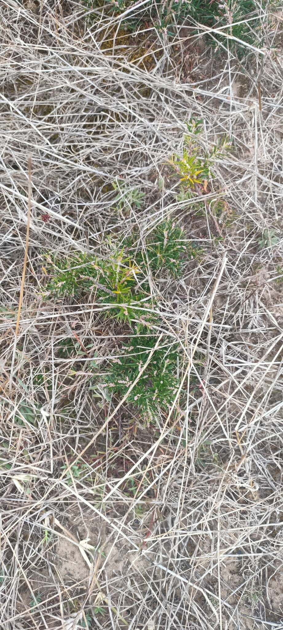 Image of Lissanthe strigosa subsp. subulata (R. Br.) J. M. Powell