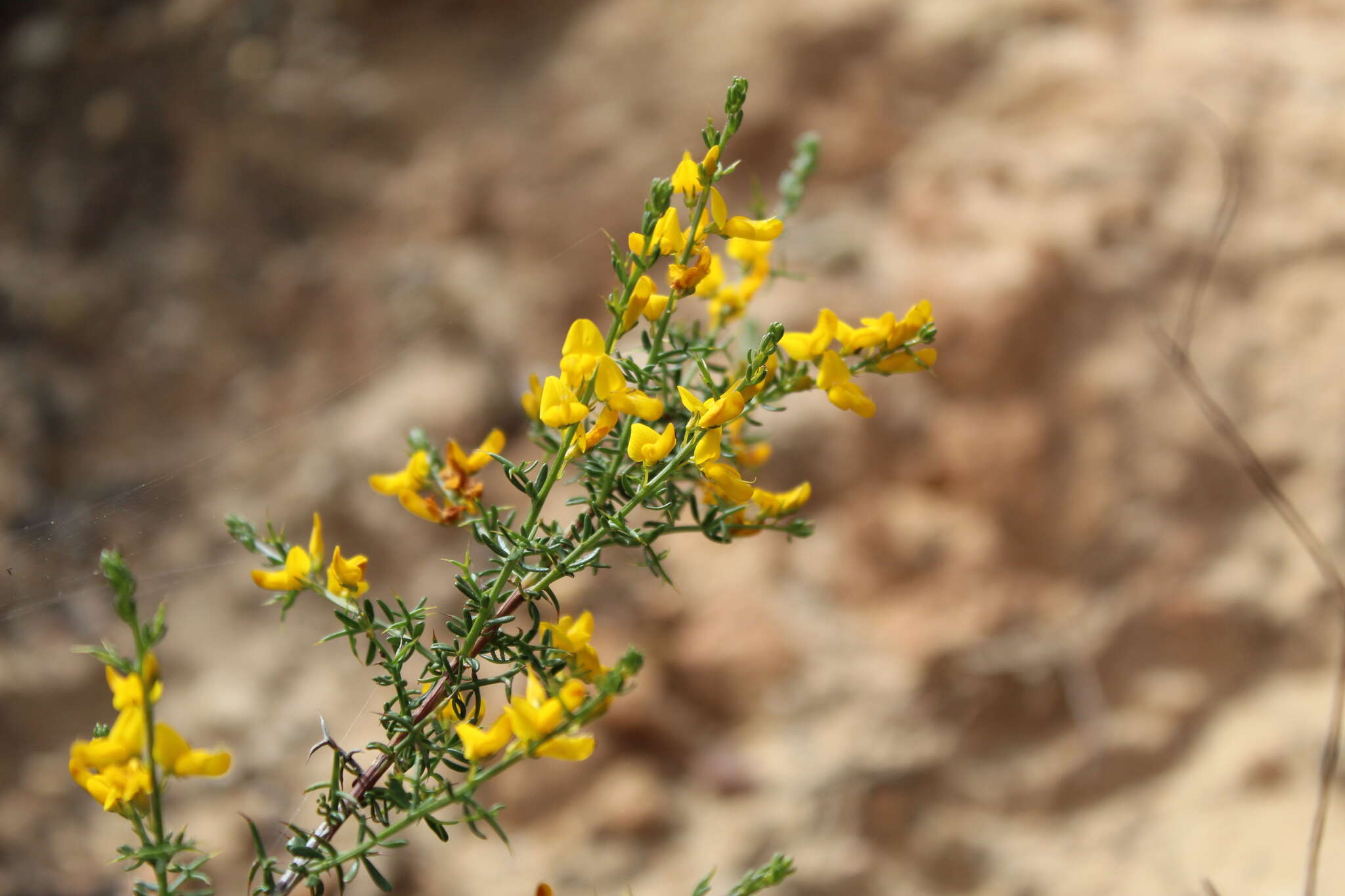 Image of Genista triacanthos Brot.