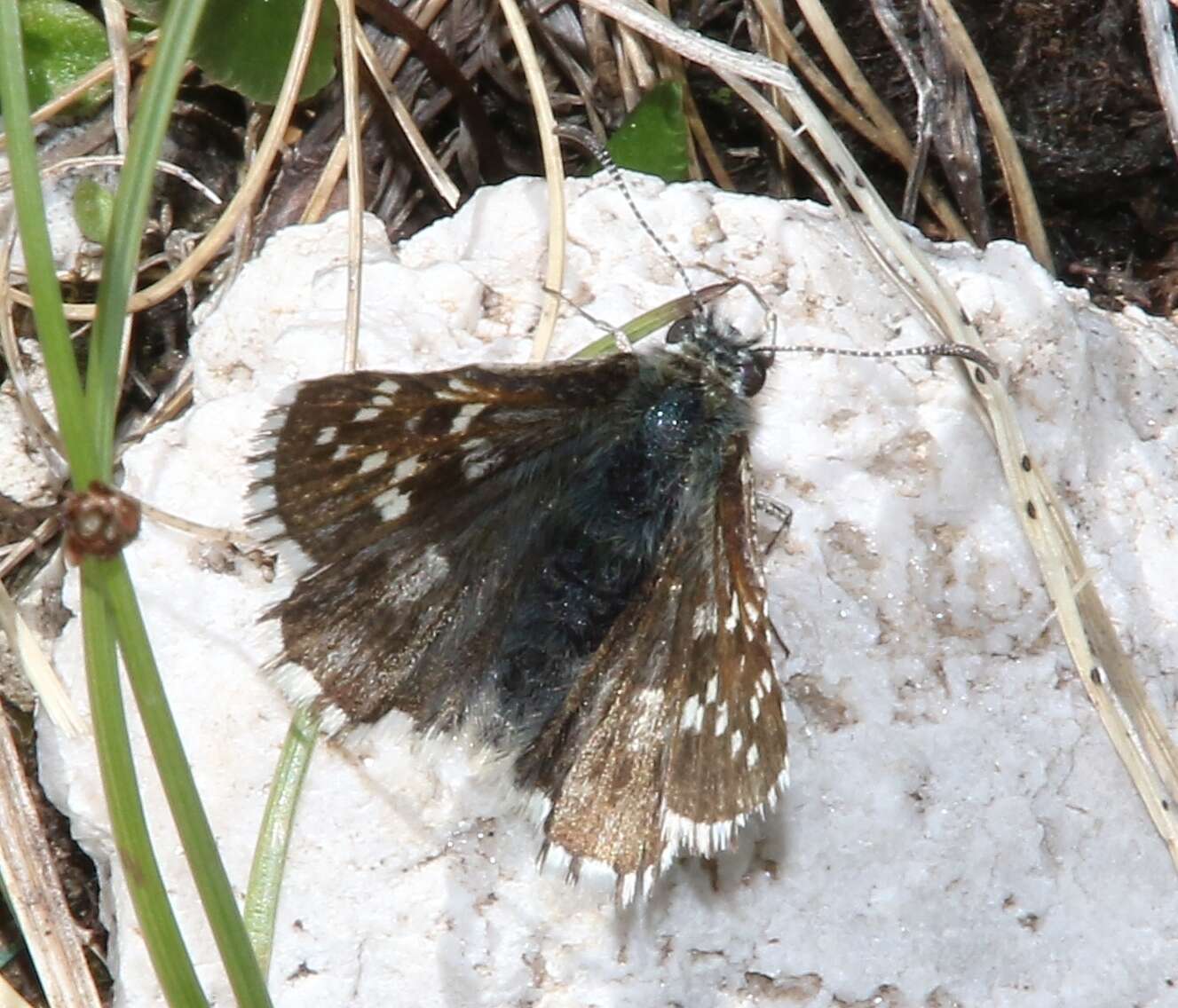 Image of Alpine Grizzled Skipper