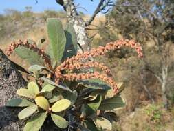 Image of Clethra rosei Britton