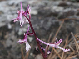 Image of Orchis sezikiana B. Baumann & H. Baumann